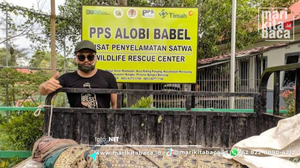 Murkanya Buaya karena Tambang Ilegal Membabi Buta