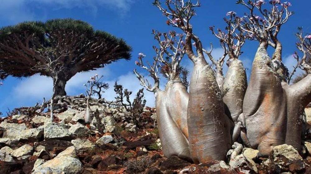 Pulau Socotra Dianggap Tempat Dajjal Bersembunyi